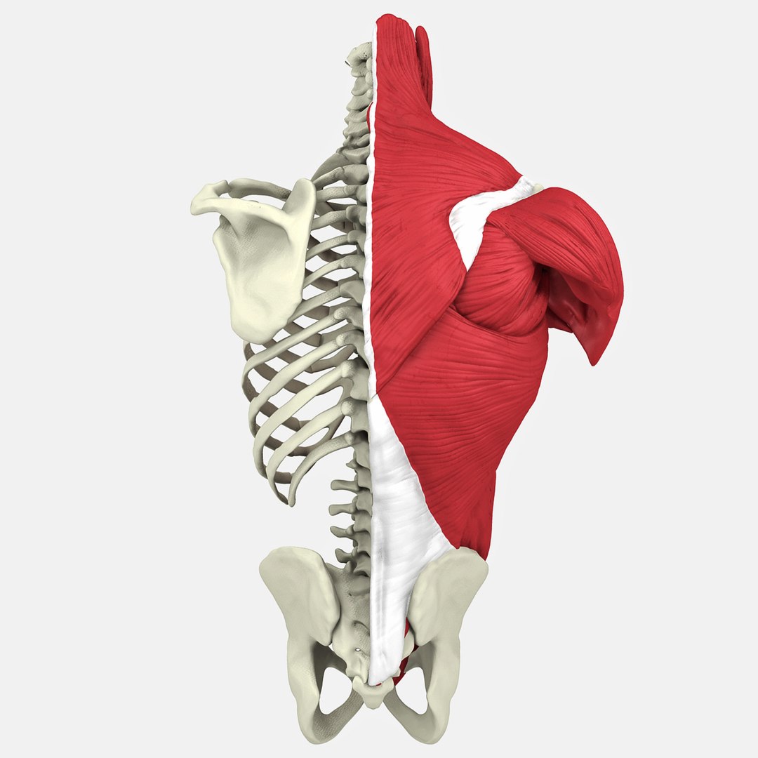 3D human male torso model https://p.turbosquid.com/ts-thumb/GW/n8YSxg/aQaiHozO/3t/jpg/1508087091/1920x1080/fit_q87/dccfbedc185af571604c51a9a32b2477bb00e8b8/3t.jpg