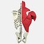Menschliche Torso-Anatomie