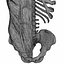 Menschliche Torso-Anatomie