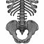 Menschliche Torso-Anatomie