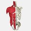Menschliche Torso-Anatomie
