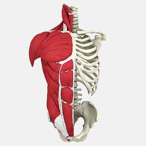 Human Torso Anatomy