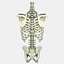Menschliche Torso-Anatomie