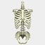 Menschliche Torso-Anatomie