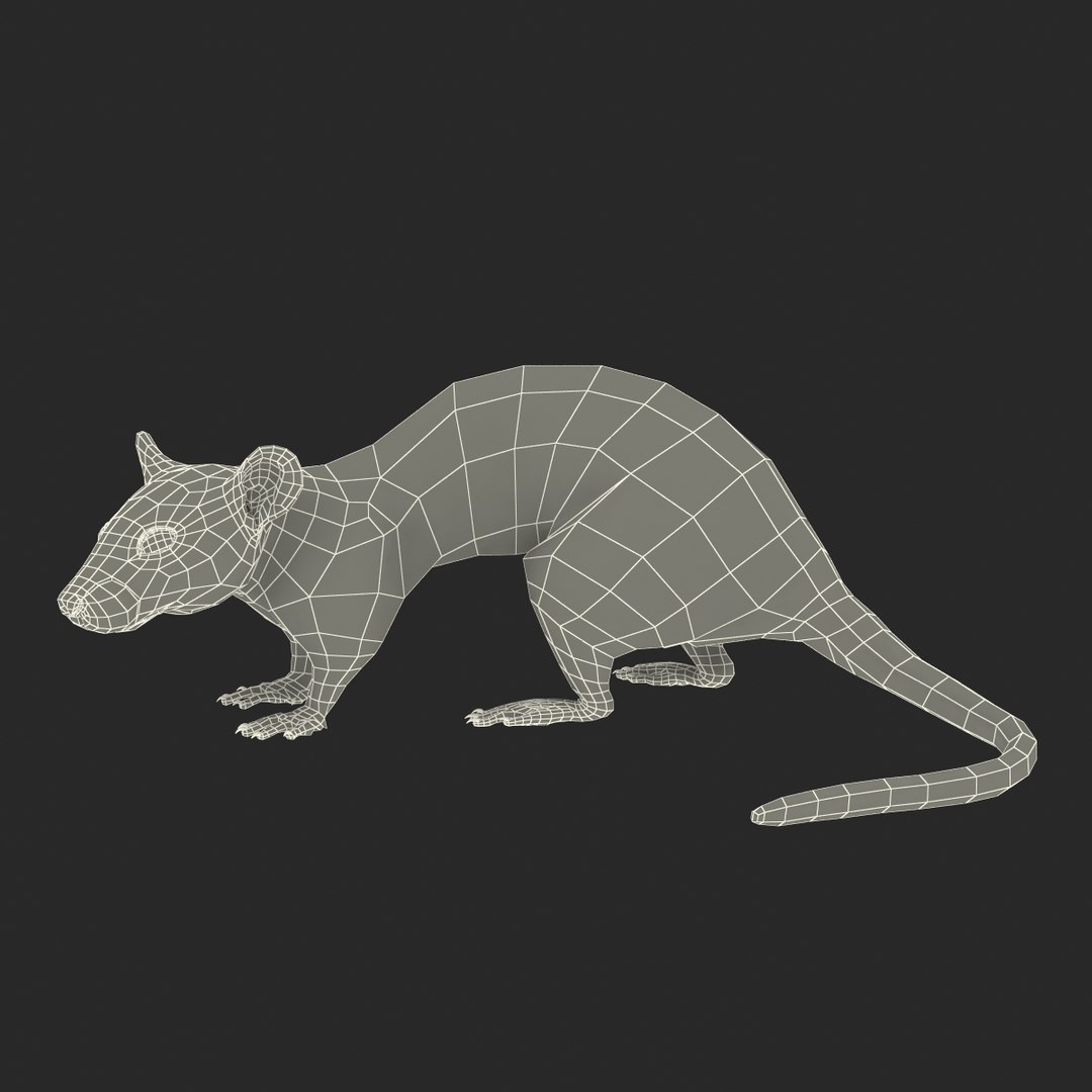 Rat Pose 5 3d Model