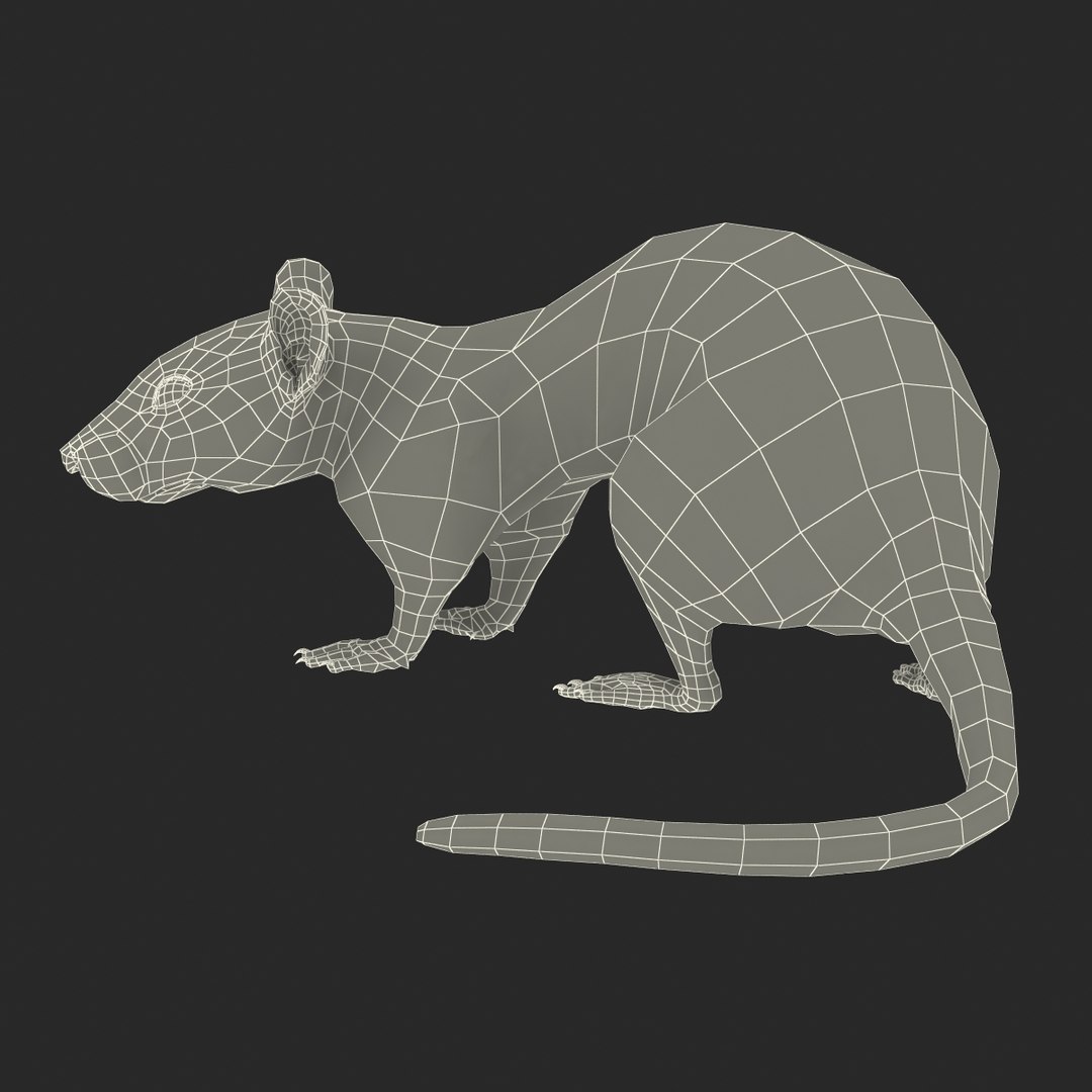 Rat Pose 5 3d Model