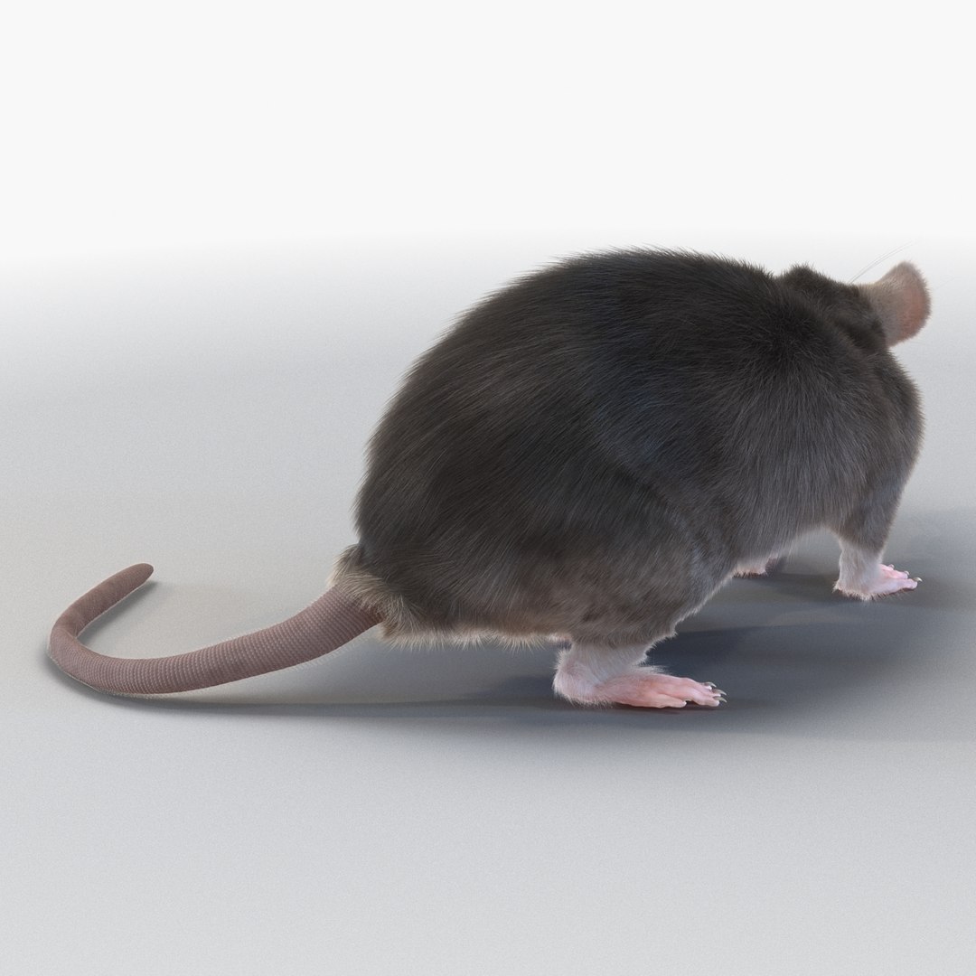 Rat Pose 5 3d Model