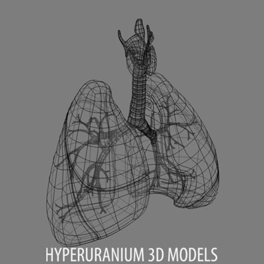 Respiratory Bronchus Windpipe 3d Model