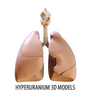 RESPIRATORY SYSTEM