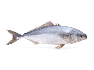 Tuna Fish