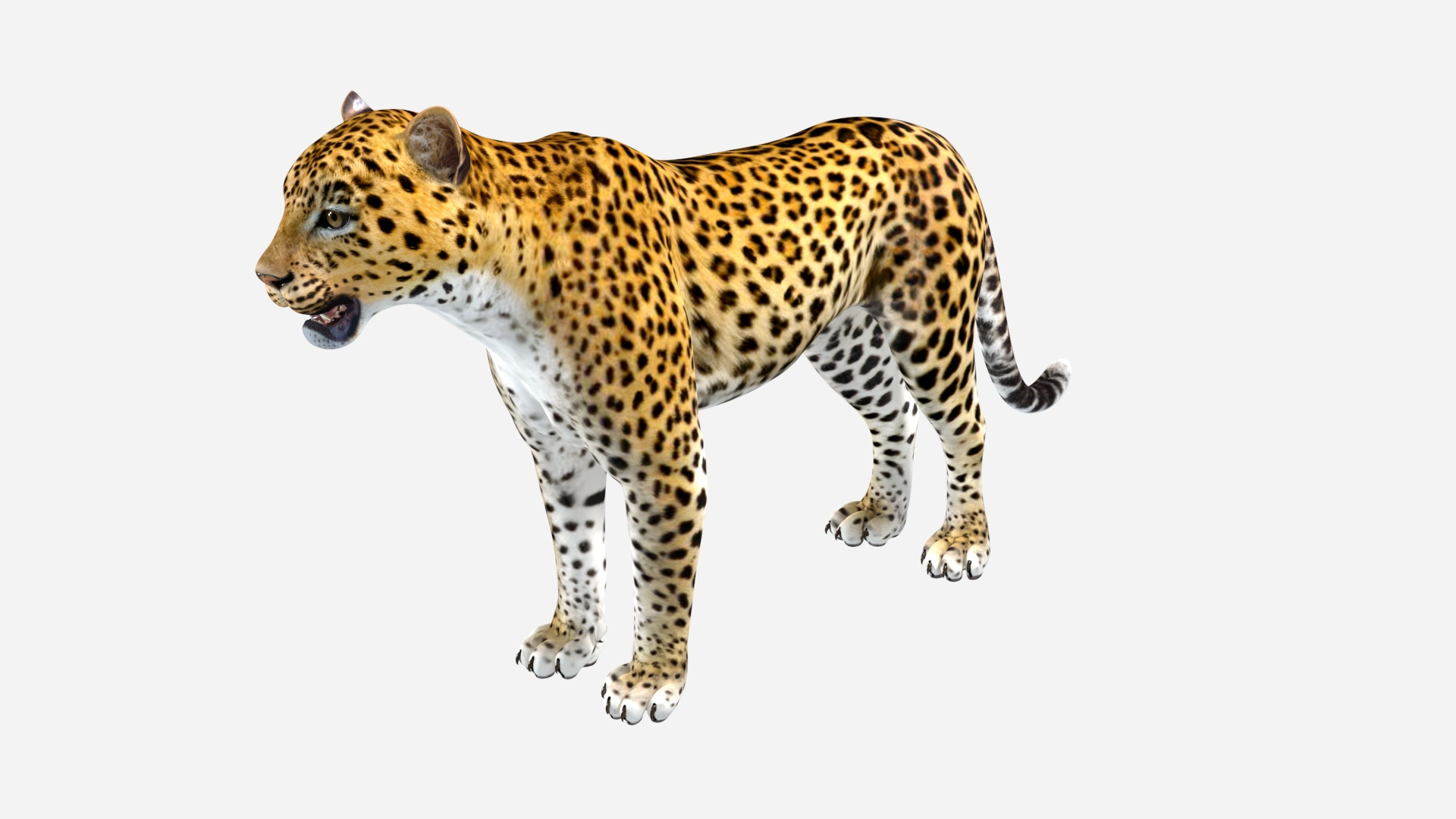 3D Leopard - TurboSquid 2387130