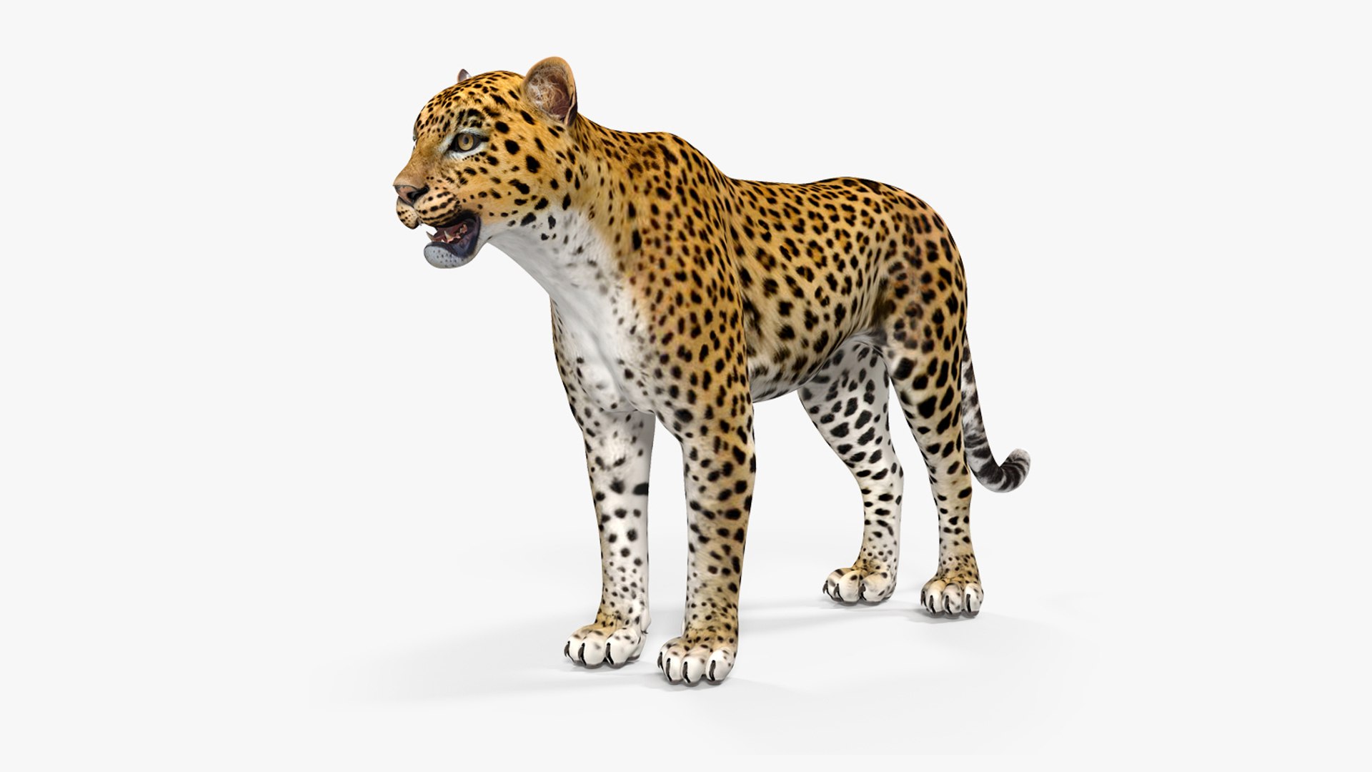 Leopard 3D model preview