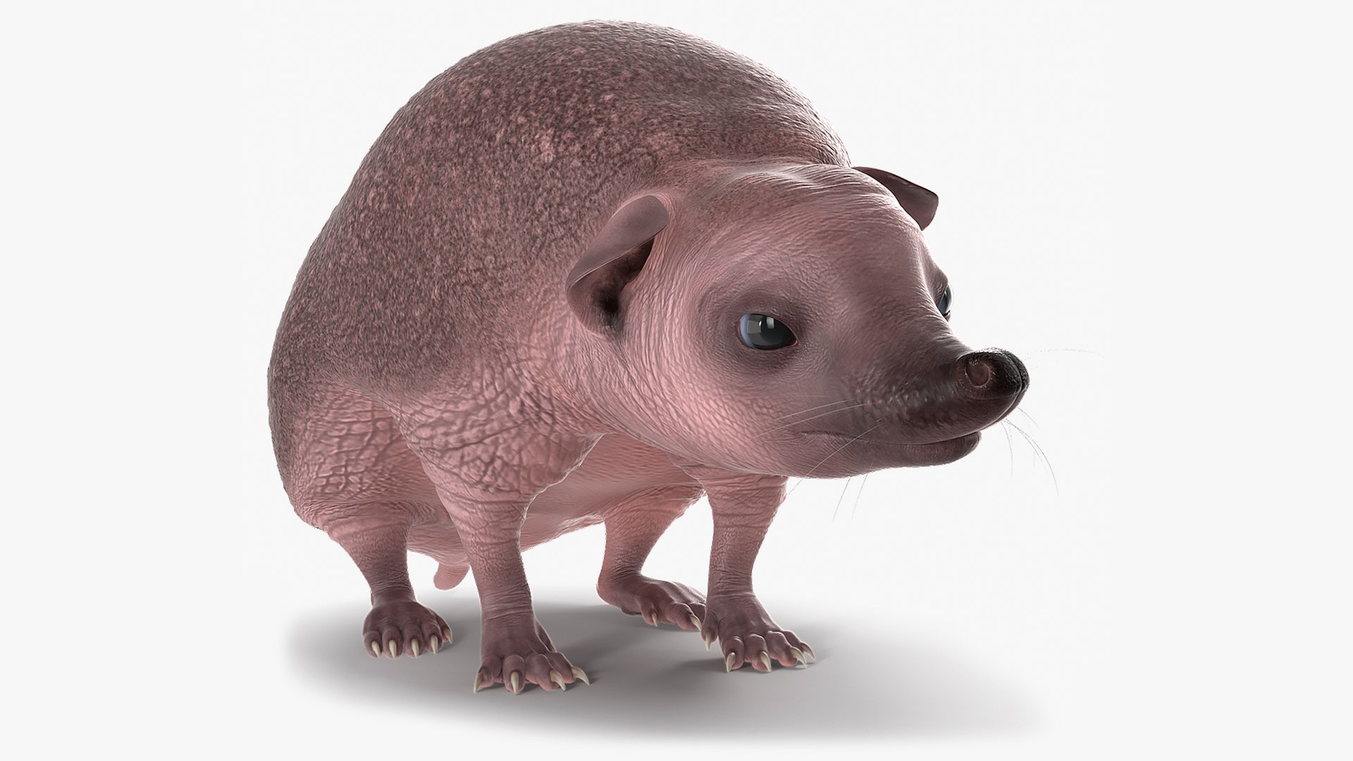Hedgehog Bald Rigged 3D model preview