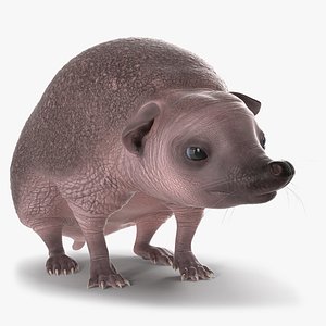 Hedgehog Bald Rigged