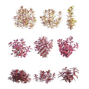 3D red aquatic plants