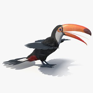 3D Toco Toucan Bird Wings Open model