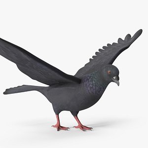 3D Lowpoly Pigeon Wingspread Black Rigged