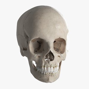 science anatomy bone 3D