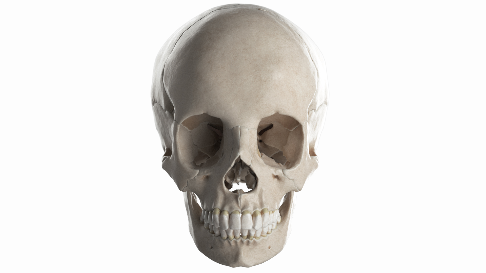 Science Anatomy Bone 3D - TurboSquid 1672062