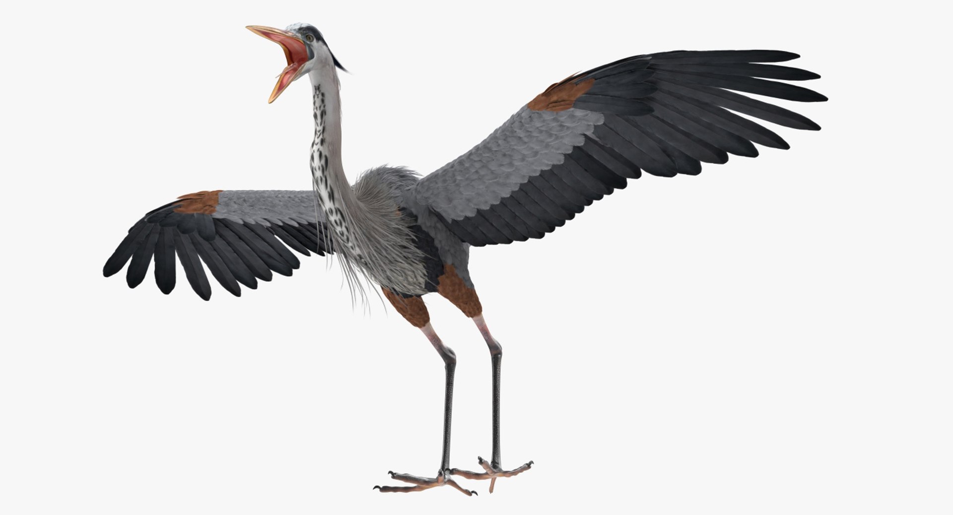 Great Blue Heron Rigged for Cinema 4D 3D Model 3D model preview