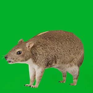 3D Yellow Spotted Rock Hyrax