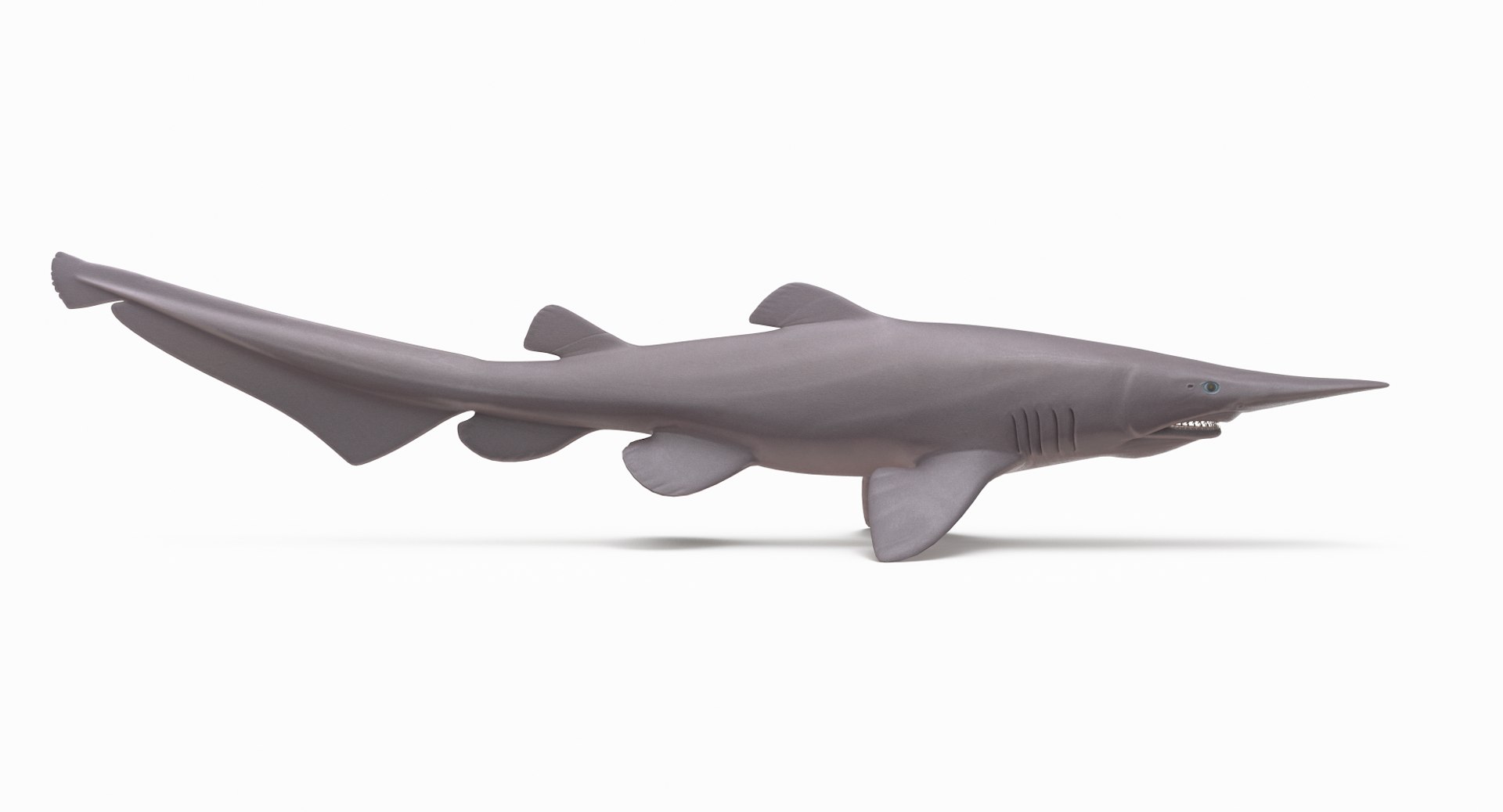 3D Goblin Shark Model - TurboSquid 1417221