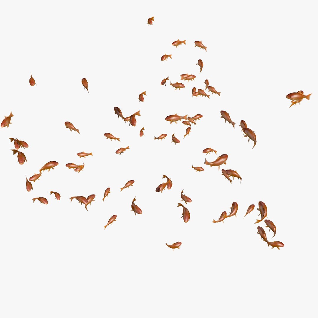 common goldfishes animation c4d https://p.turbosquid.com/ts-thumb/GY/ma7P7Z/9ANOAAOG/manygoldfishesswimming11/jpg/1461837417/1920x1080/fit_q87/9b3fdc0816c12d01a9954bcd59a760748e5a5c4d/manygoldfishesswimming11.jpg