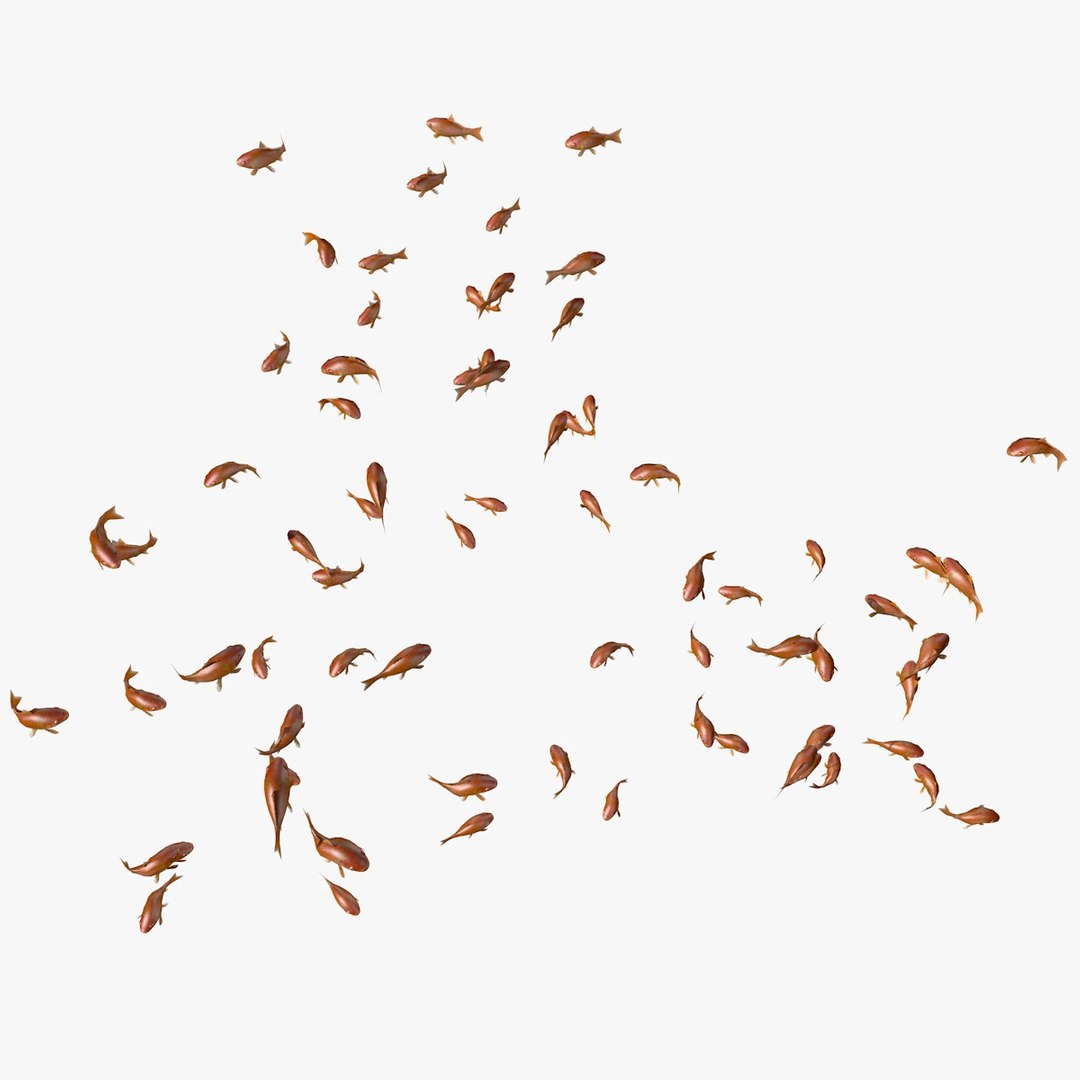 common goldfishes animation c4d https://p.turbosquid.com/ts-thumb/GY/ma7P7Z/DAvRyhNI/manygoldfishesswimming2/jpg/1461837416/1920x1080/fit_q87/58b2062685a62e50892bbafa91f976a3feb0a986/manygoldfishesswimming2.jpg