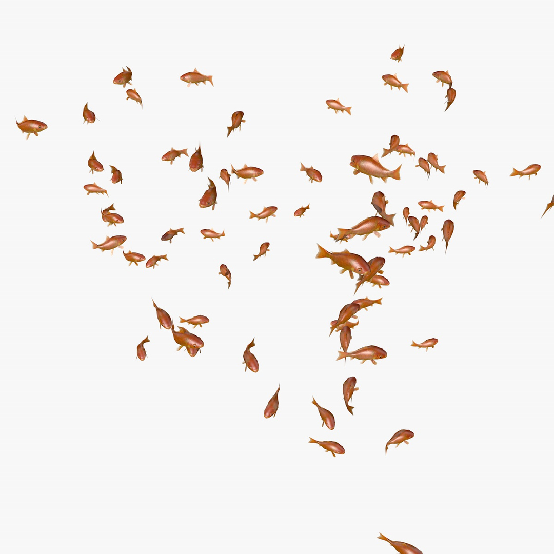 common goldfishes animation c4d https://p.turbosquid.com/ts-thumb/GY/ma7P7Z/EfMe6UYr/swarmofgoldfishesanimation1/jpg/1461837490/1920x1080/turn_fit_q99/fc9e9837e9220f7da5da35c52afc8799a76914c9/swarmofgoldfishesanimation1-1.jpg