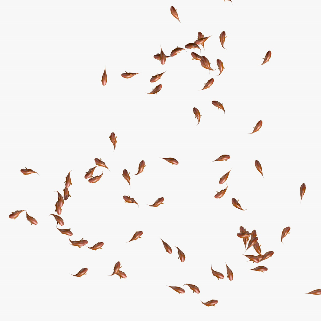 common goldfishes animation c4d https://p.turbosquid.com/ts-thumb/GY/ma7P7Z/FFwbzoq2/swarmofgoldfishesanimation2/jpg/1461837561/1920x1080/turn_fit_q99/d41545b8302f32c709bf47bddfee45cc2b3f4470/swarmofgoldfishesanimation2-1.jpg