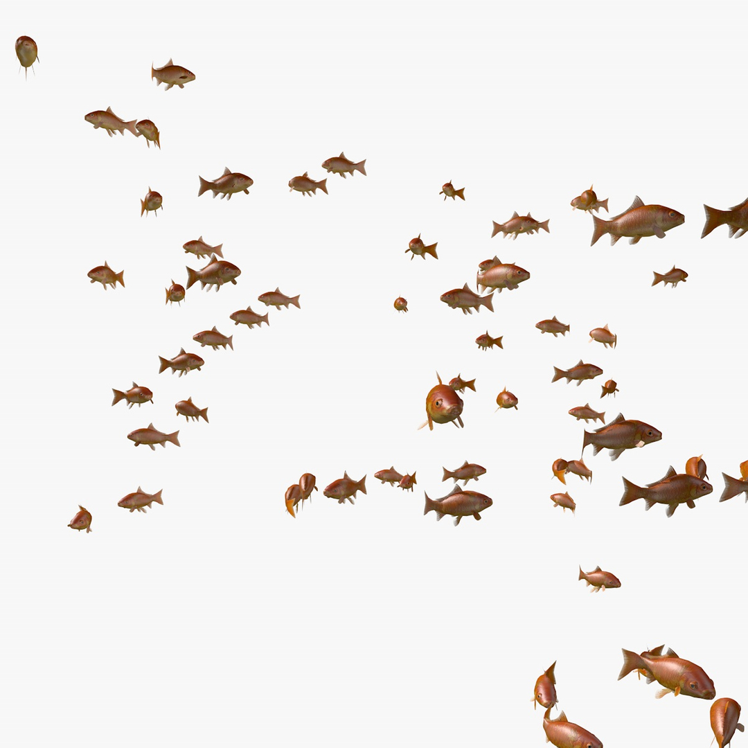 common goldfishes animation c4d https://p.turbosquid.com/ts-thumb/GY/ma7P7Z/UHIboUVY/swarmofgoldfishesanimation3/jpg/1461837657/1920x1080/turn_fit_q99/390c365dd20802368fef2ac410196213a4d5c064/swarmofgoldfishesanimation3-1.jpg