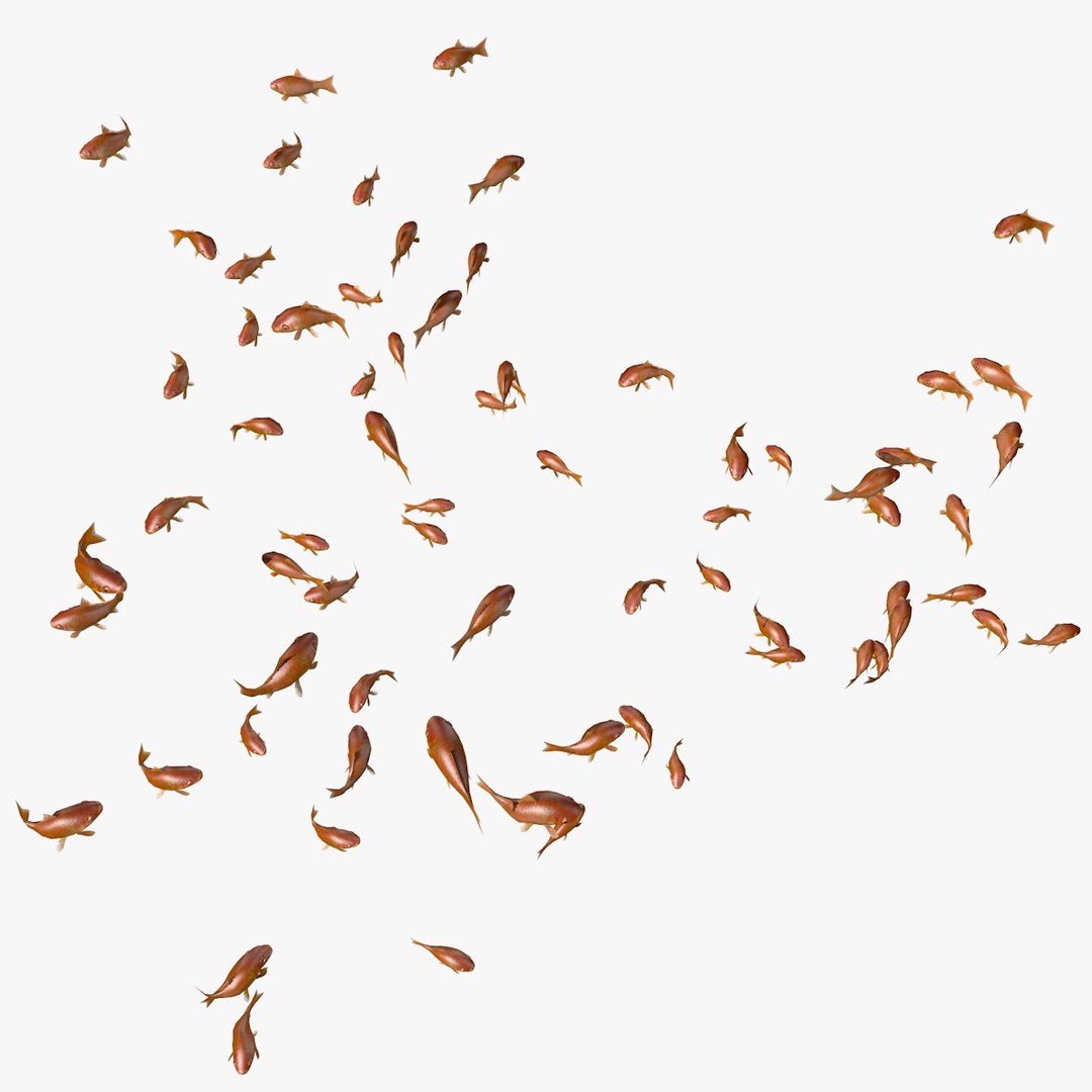 common goldfishes animation c4d https://p.turbosquid.com/ts-thumb/GY/ma7P7Z/oxsKQEkz/manygoldfishesswimming3/jpg/1461837416/1920x1080/fit_q87/058ed8a4421e71ebc98eaf23c042badee2366624/manygoldfishesswimming3.jpg