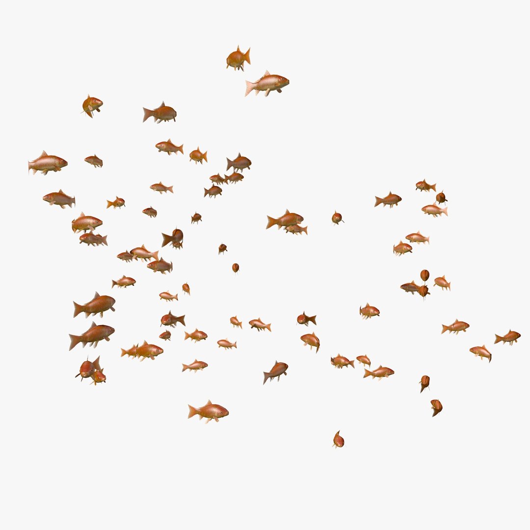 common goldfishes animation c4d https://p.turbosquid.com/ts-thumb/GY/ma7P7Z/ucSWtIN3/manygoldfishesswimming6/jpg/1461837416/1920x1080/fit_q87/77aacc5b349562fcbaa27e2dfdb027cdc68f5676/manygoldfishesswimming6.jpg