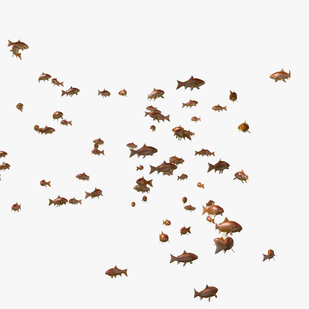 common goldfishes animation c4d https://p.turbosquid.com/ts-thumb/GY/ma7P7Z/vdx0K4Dh/manygoldfishesswimming5/jpg/1461837416/1920x1080/fit_q87/957de82a45edf2c55c613a75101539e68d40e680/manygoldfishesswimming5.jpg