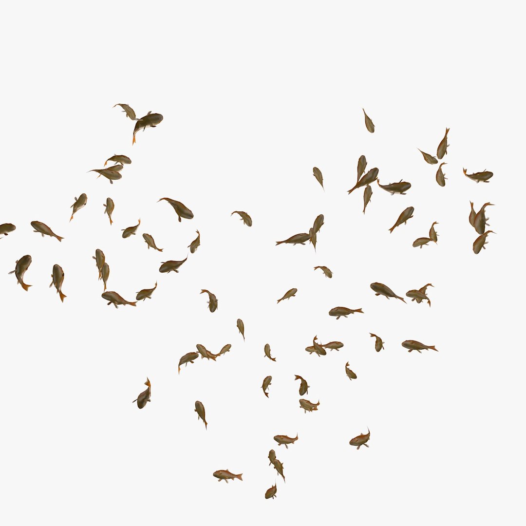 common goldfishes animation c4d https://p.turbosquid.com/ts-thumb/GY/ma7P7Z/yJFbO7Wi/manygoldfishesswimming9/jpg/1461837416/1920x1080/fit_q87/c05428115228715dcaa8a4412b3ff7897a82e060/manygoldfishesswimming9.jpg