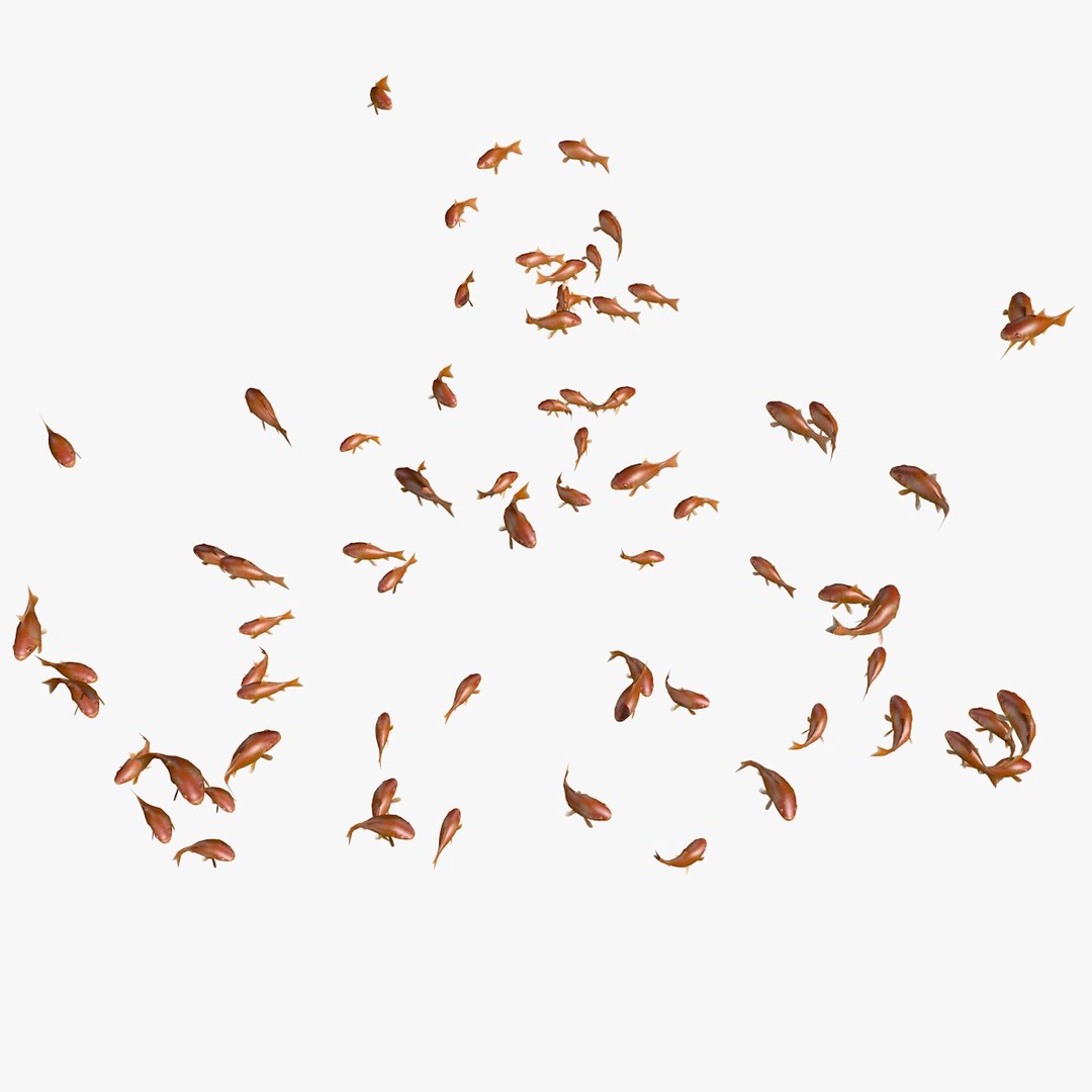 common goldfishes animation c4d https://p.turbosquid.com/ts-thumb/GY/ma7P7Z/yfF1Vfa7/manygoldfishesswimming4/jpg/1461837416/1920x1080/fit_q87/05c699bdc1a8cd5c2be5bc09ca6ad5670662901b/manygoldfishesswimming4.jpg