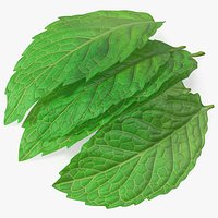 Bunch of Fresh Mint Leaves