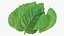 Bunch of Fresh Mint Leaves 3D model