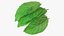 Bunch of Fresh Mint Leaves 3D model