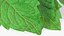 Bunch of Fresh Mint Leaves 3D model