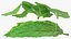 Bunch of Fresh Mint Leaves 3D model