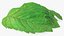 Bunch of Fresh Mint Leaves 3D model