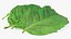 Bunch of Fresh Mint Leaves 3D model