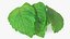 Bunch of Fresh Mint Leaves 3D model
