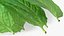 Bunch of Fresh Mint Leaves 3D model