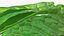 Bunch of Fresh Mint Leaves 3D model