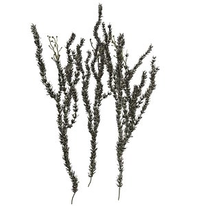 3D Sagebrush Plant - 01 - model