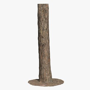 Pine Tree Trunk Scan 02