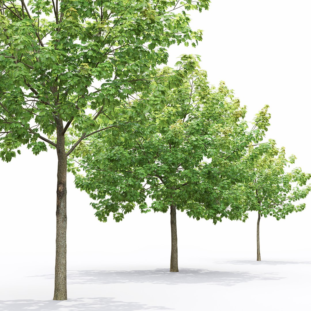 3D Maple-tree 15 https://p.turbosquid.com/ts-thumb/GZ/BCIuVb/He/6/jpg/1642444135/1920x1080/fit_q87/44a7d382347c0e15f80a002c106583c247e6e55c/6.jpg