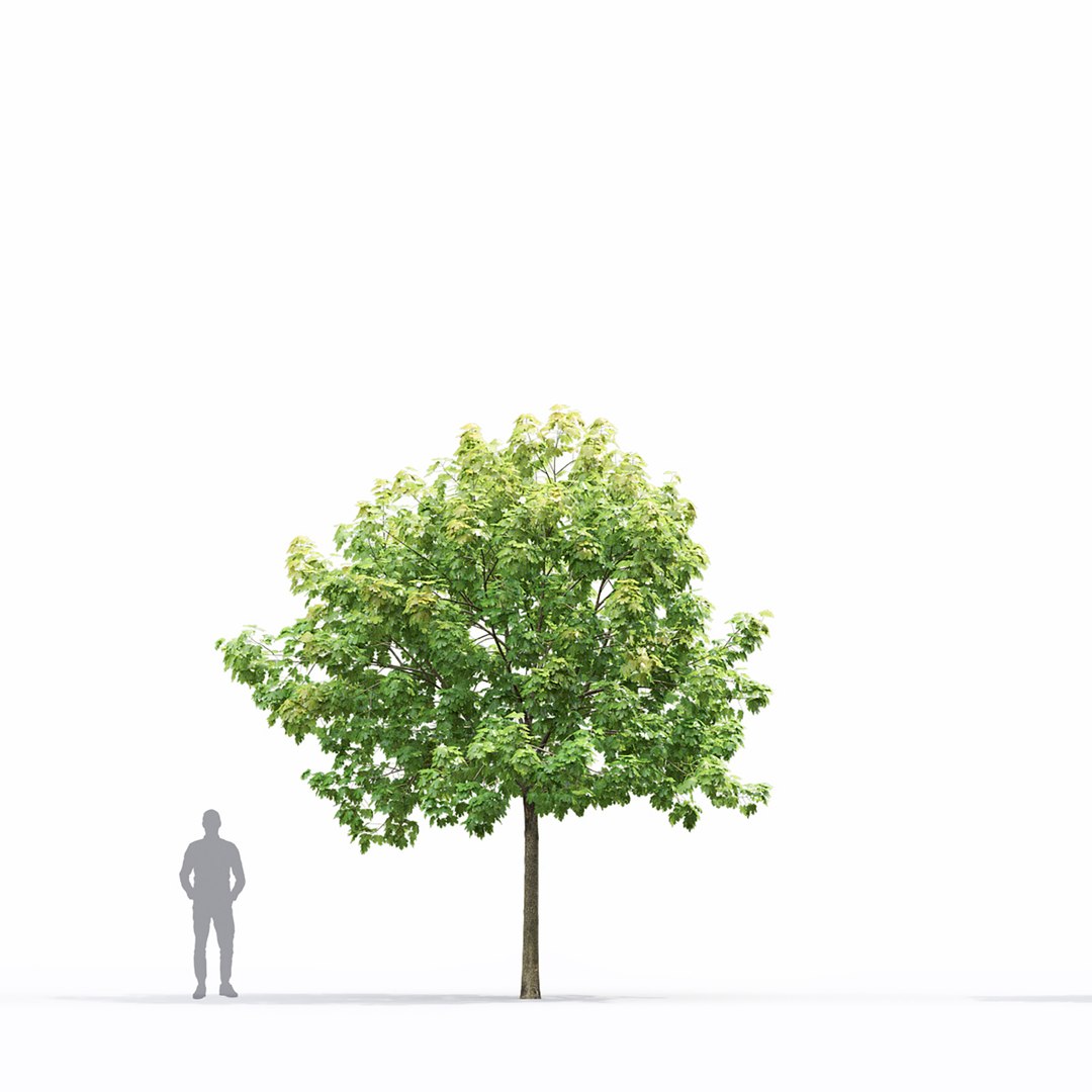 3D Maple-tree 15 https://p.turbosquid.com/ts-thumb/GZ/BCIuVb/co/3/jpg/1642444116/1920x1080/fit_q87/e494a781711580b464c4476f09c34b3ab857de22/3.jpg